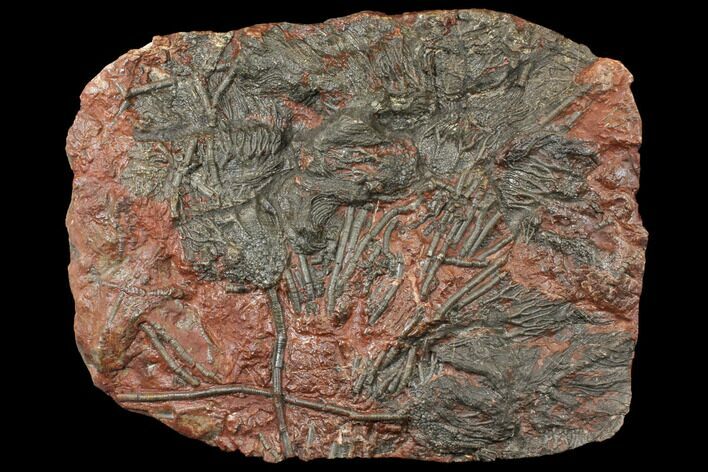 Silurian Fossil Crinoid (Scyphocrinites) Plate - Morocco #134274